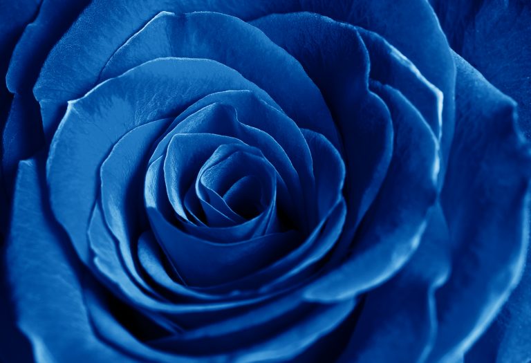 URBANISME | Rétrocession « Rose Bleue »